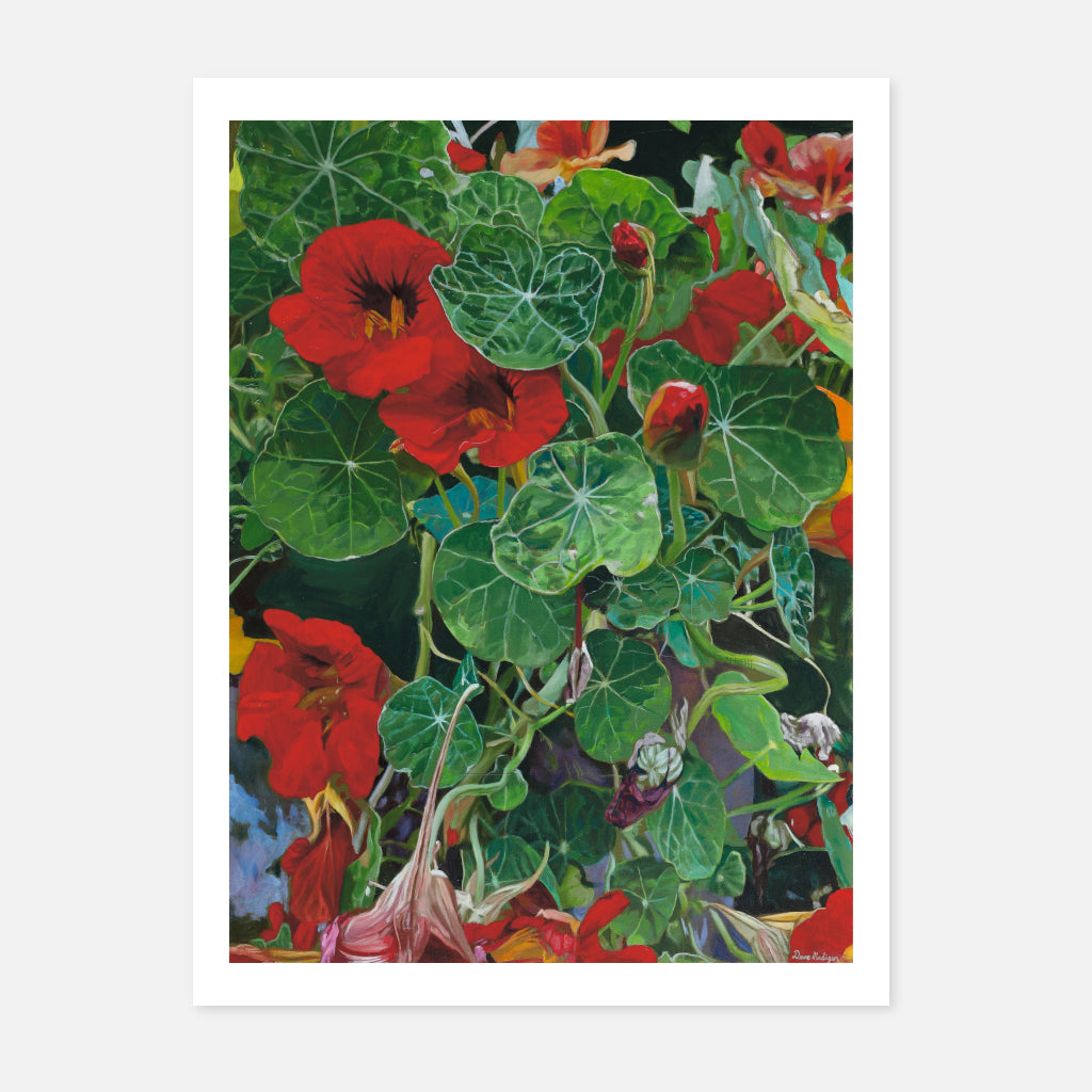 Nasturtiums (10)