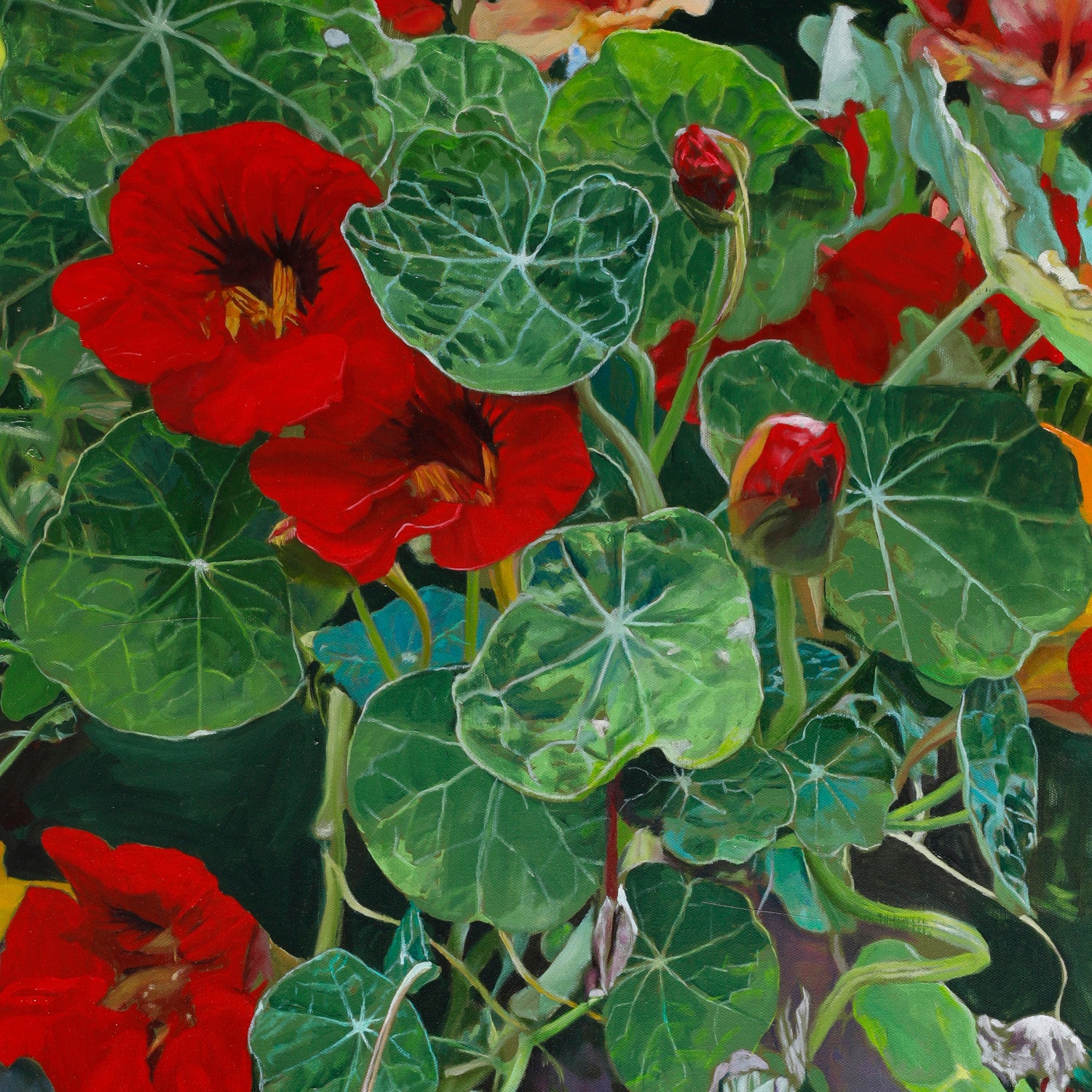 Nasturtiums (10)