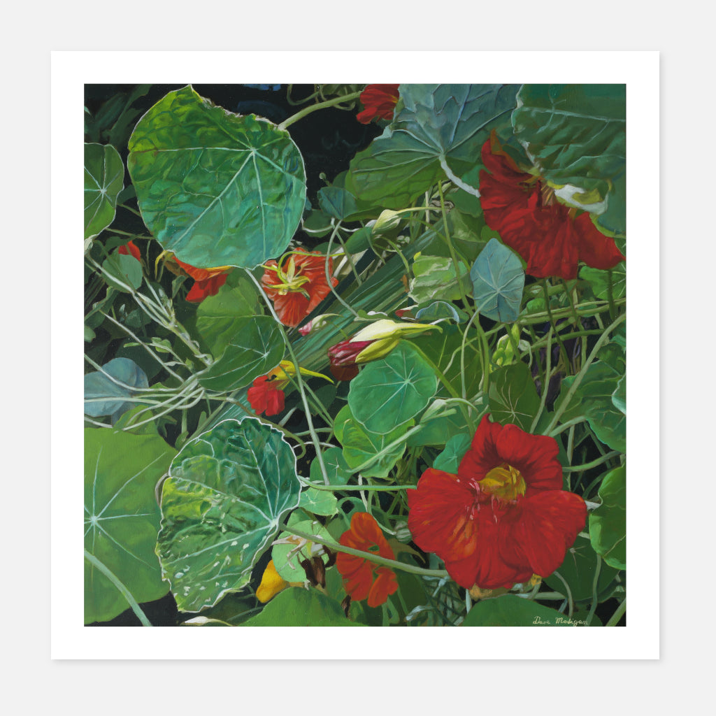 Nasturtiums (7)