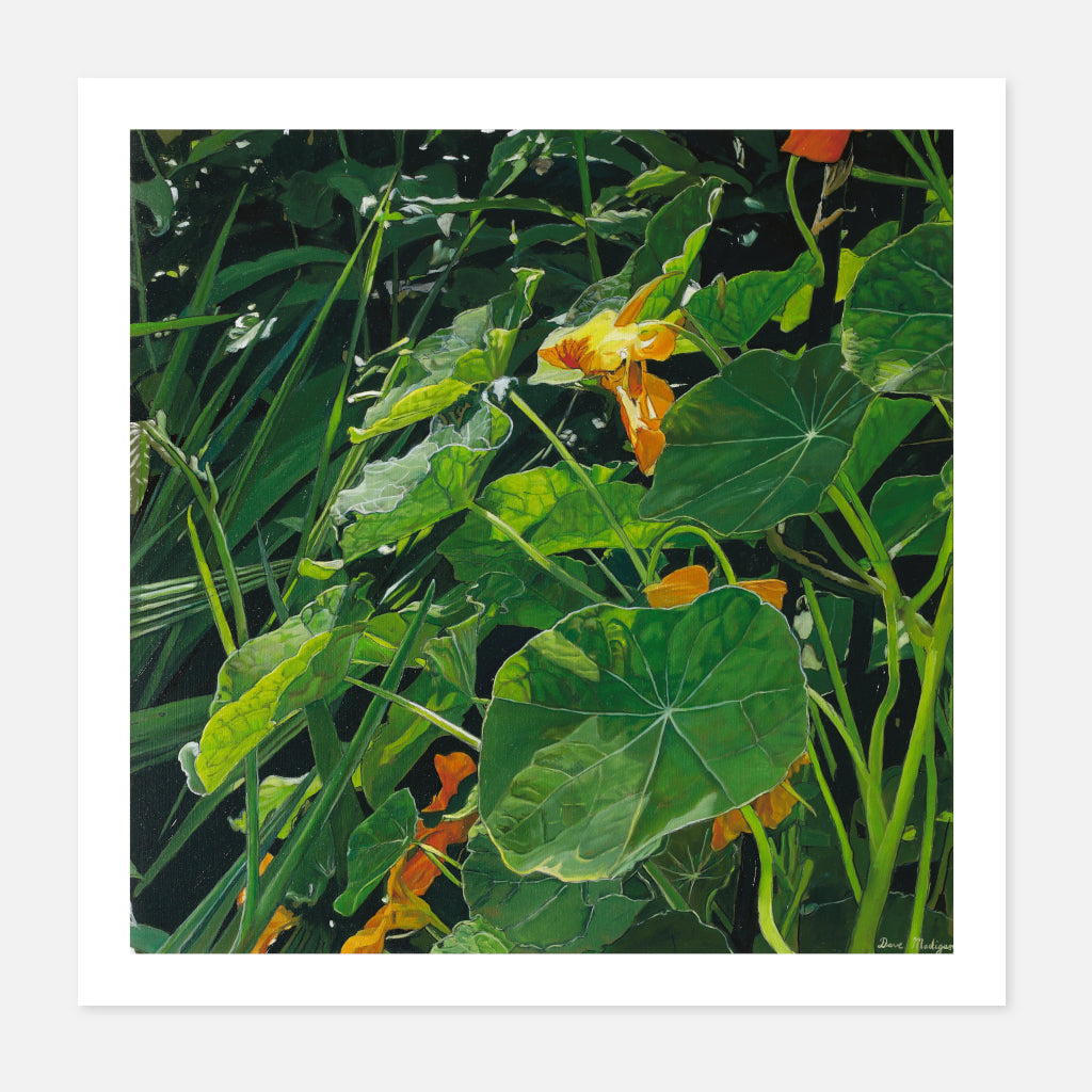 Nasturtiums (8)