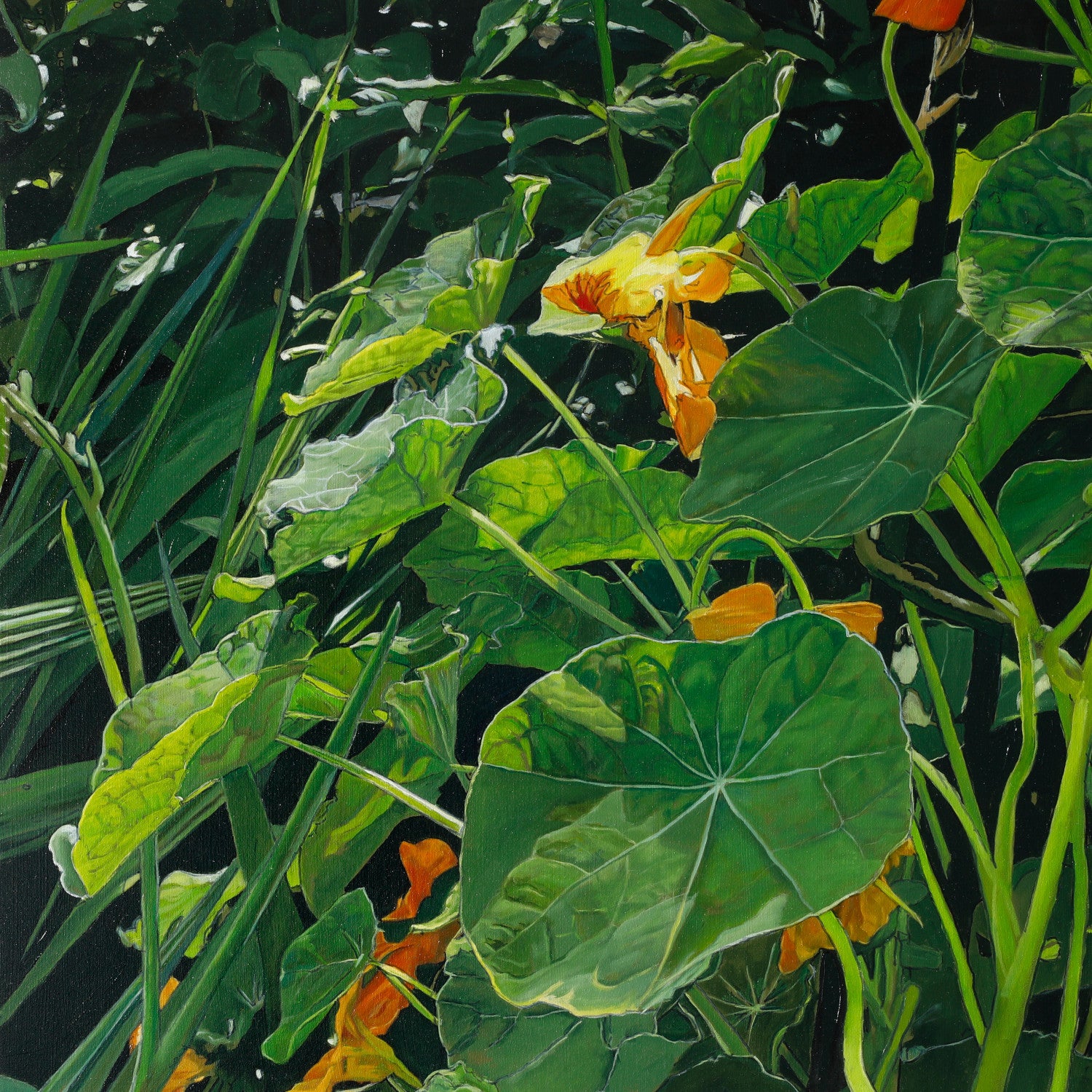 Nasturtiums (8)