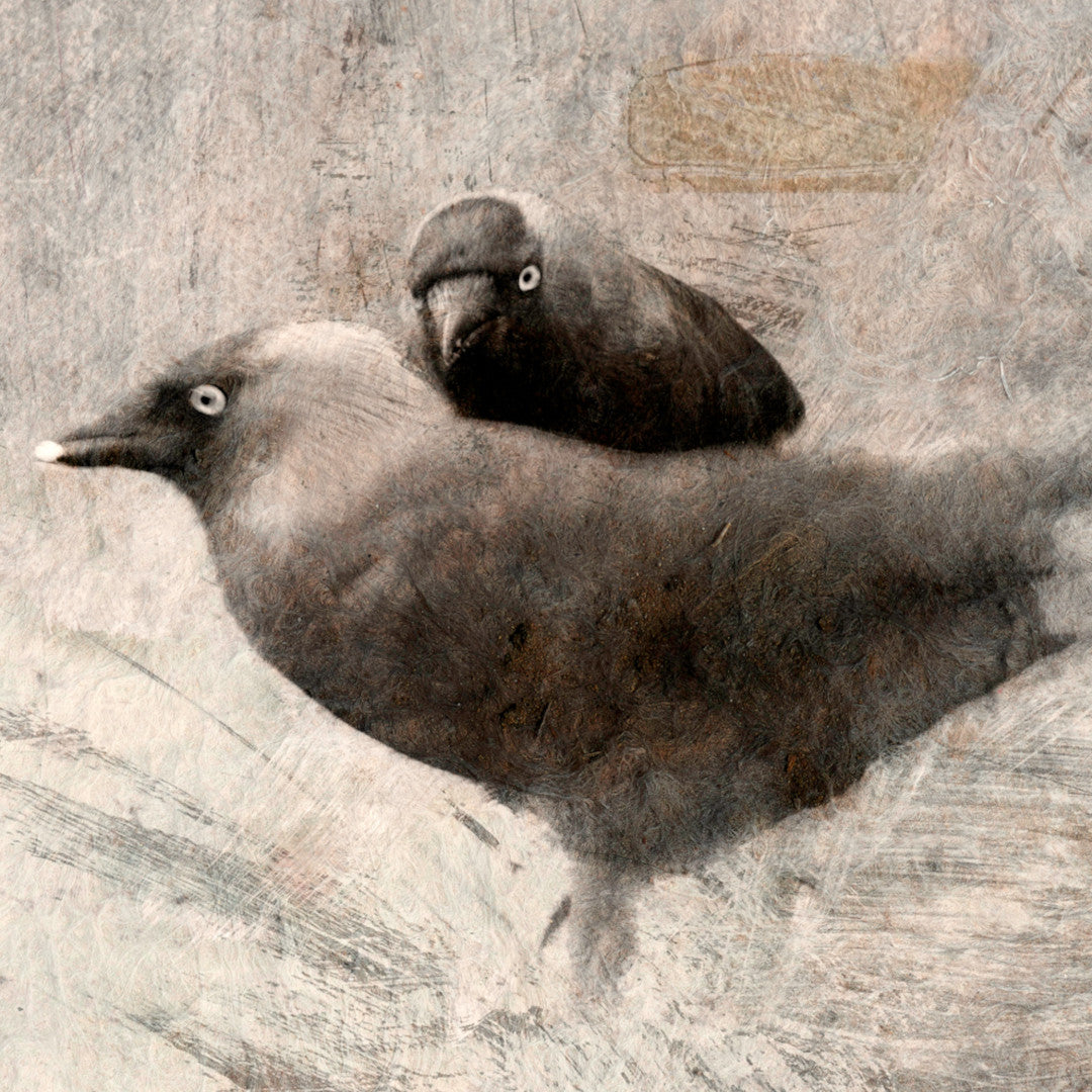 Vicki O'Donnell - The Stare - Fierce Nice