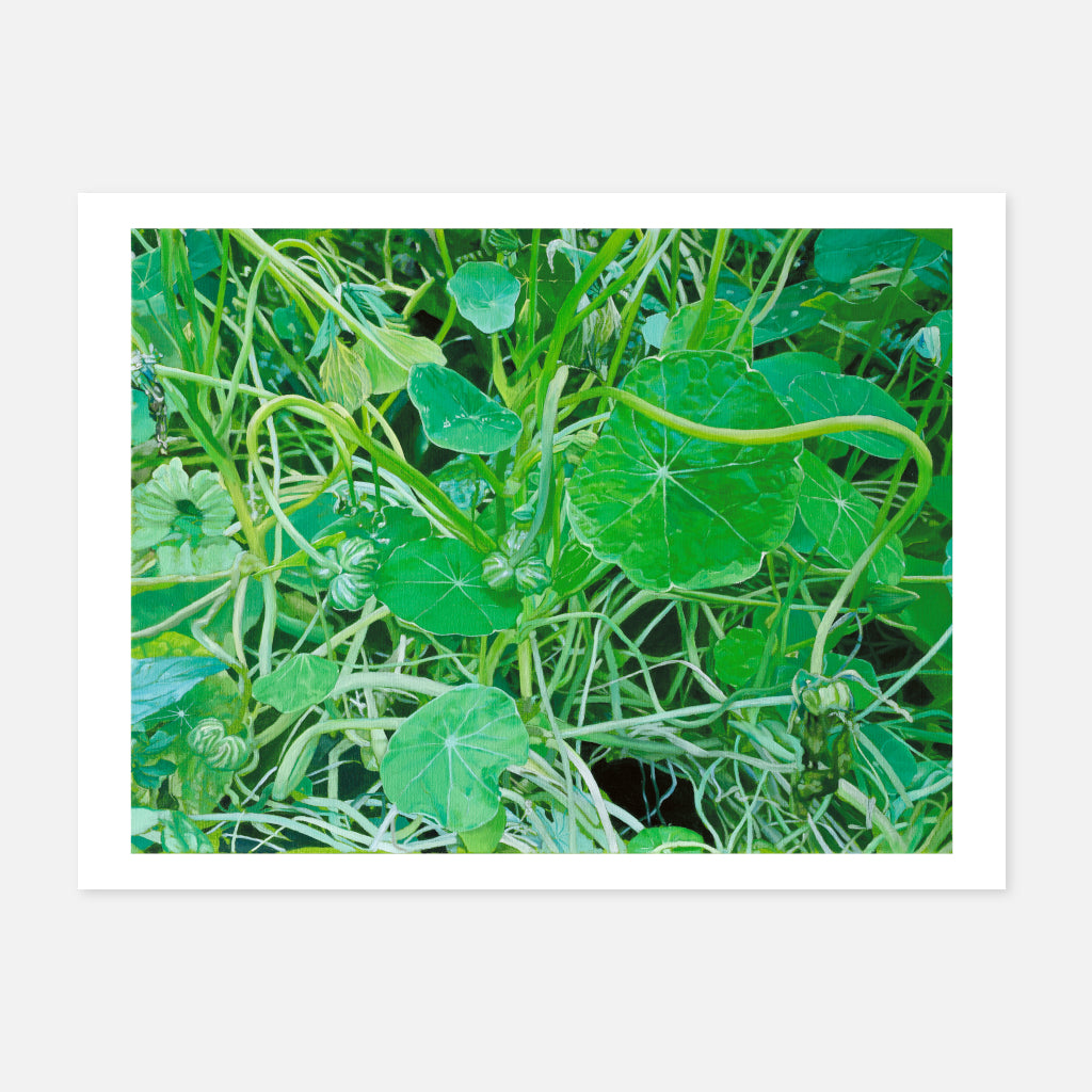 Nasturtiums (5)