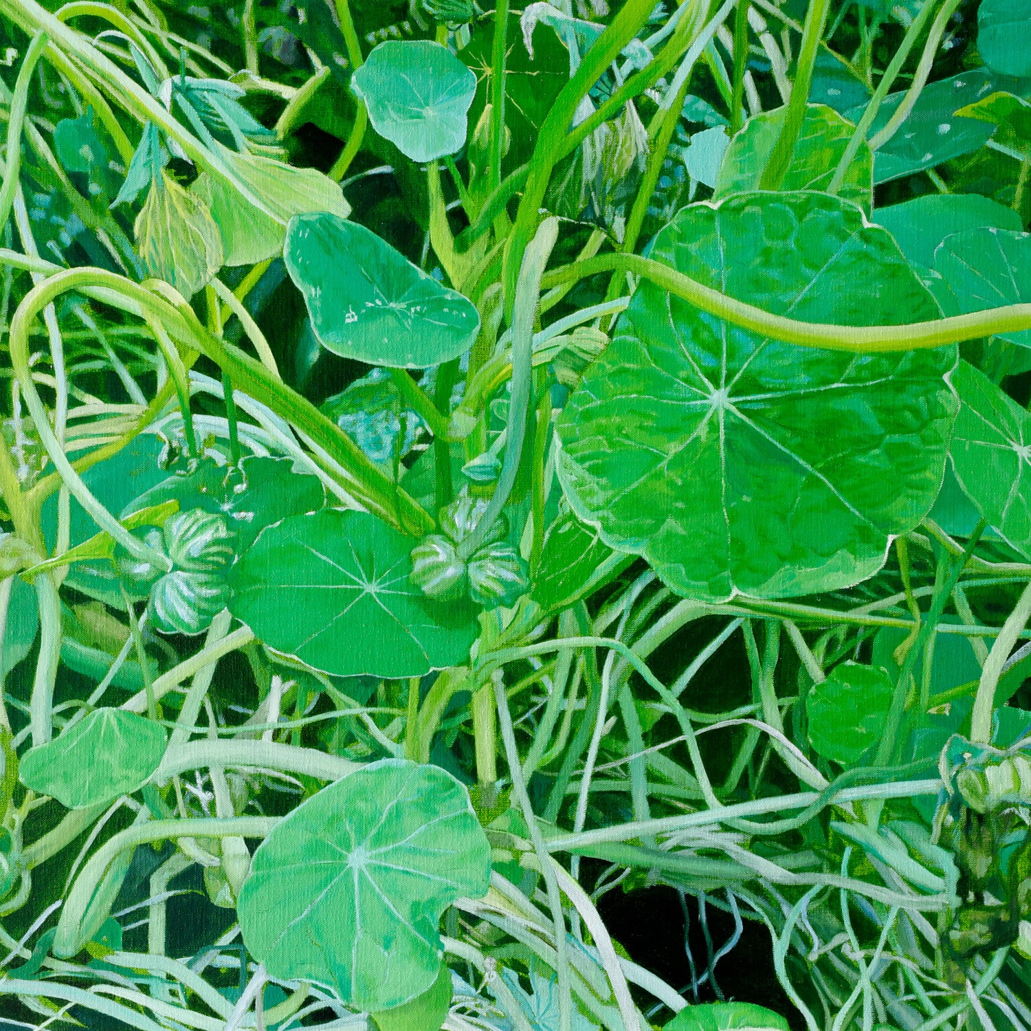 Nasturtiums (5)