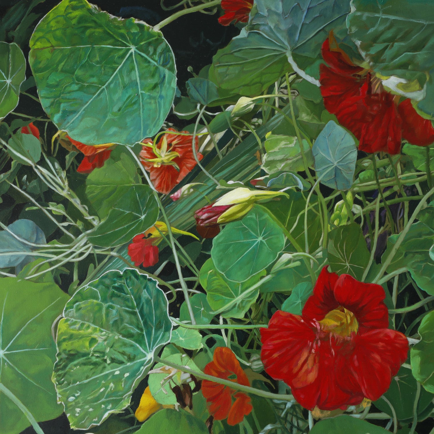 Nasturtiums (7)